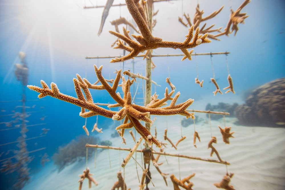 staghorn coral growing at a tree nursery