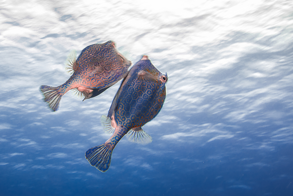 courting behavior of two honeycomb fish