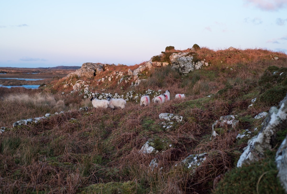 Sheep roaming on a mountain side in Connemara Ireland