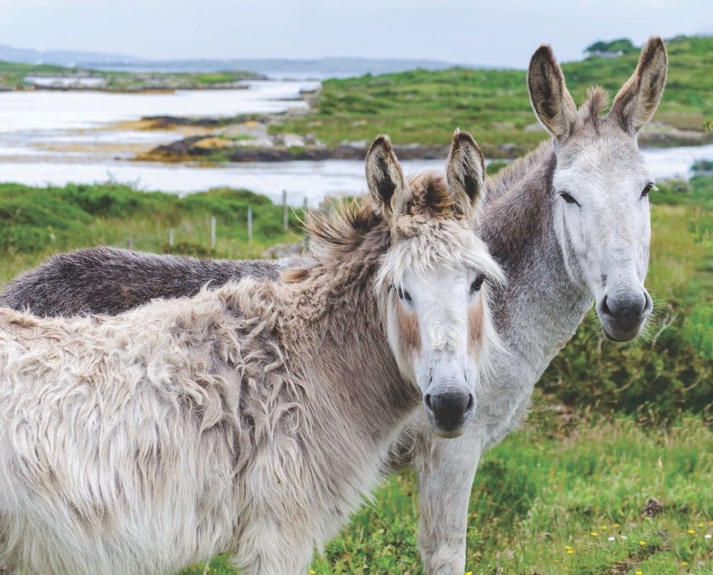 Two wild donkeys hanging out in the countryside of Ireland