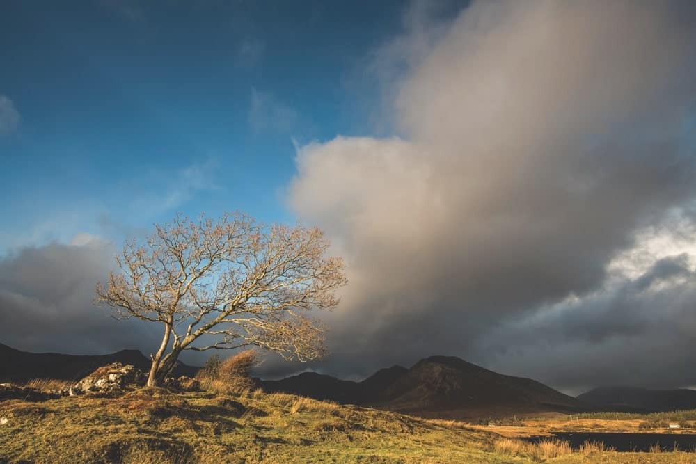A lone wind-battered tree on the hillside of Athry, Recess, Ireland