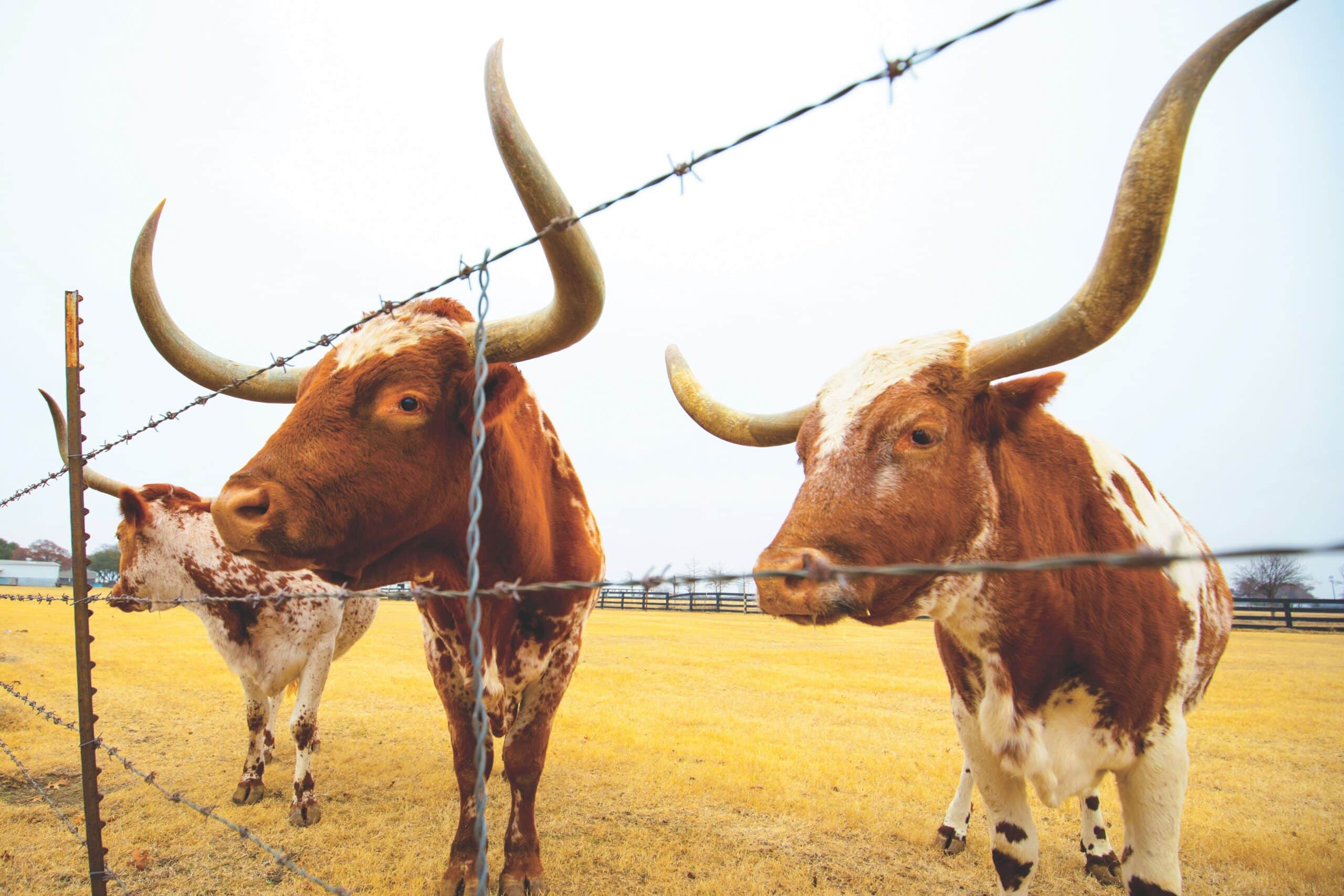 Longhorn cattle standing near a fence at the Southfork Ranch