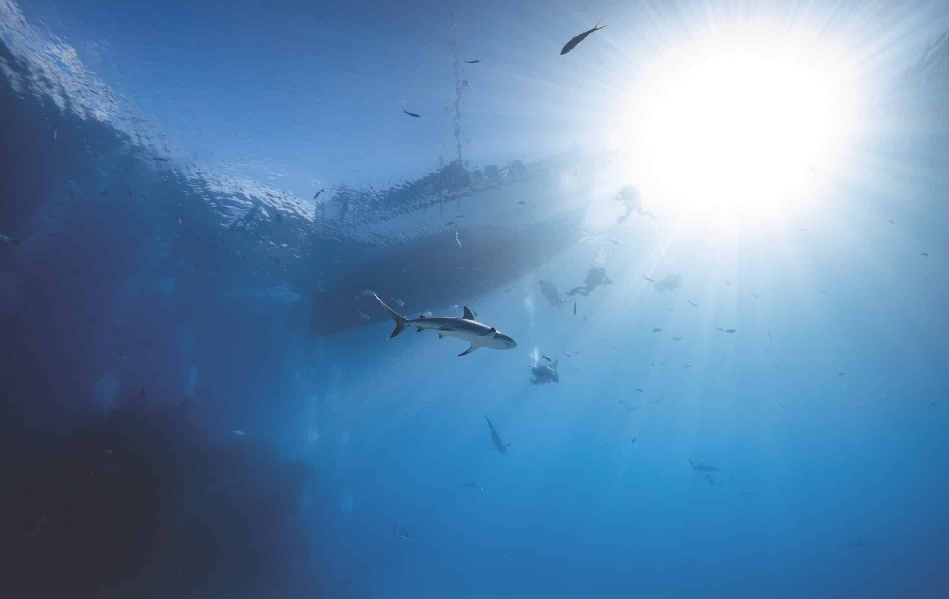 Divers descend from a liveaboard boat for a shark dive in the Bahamas.