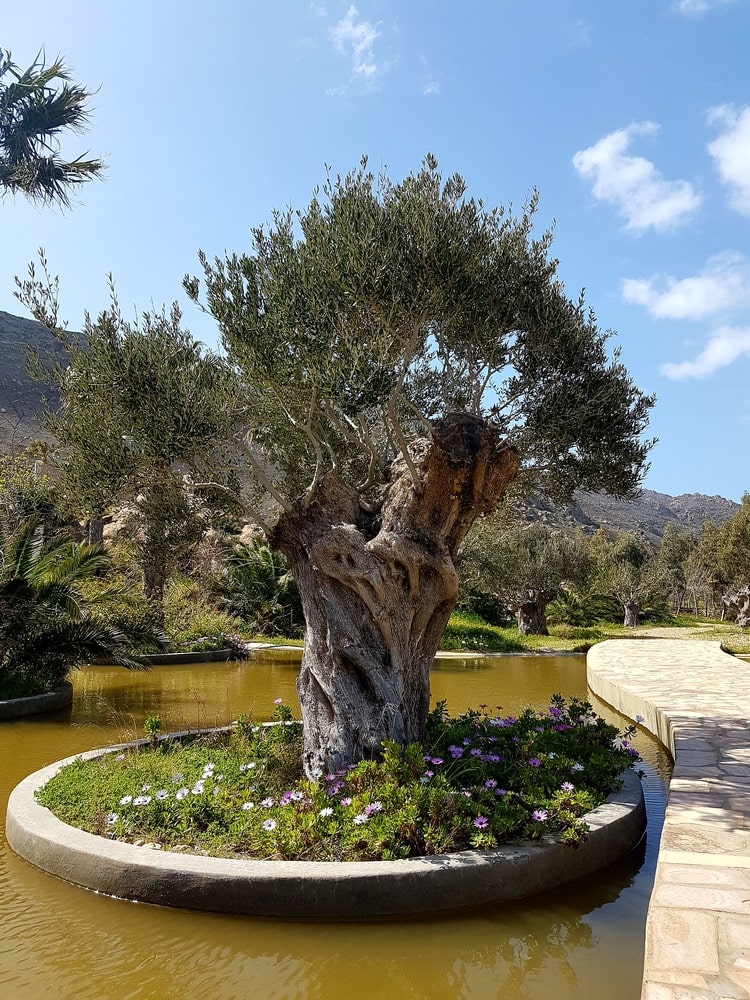 calilo olive tree
