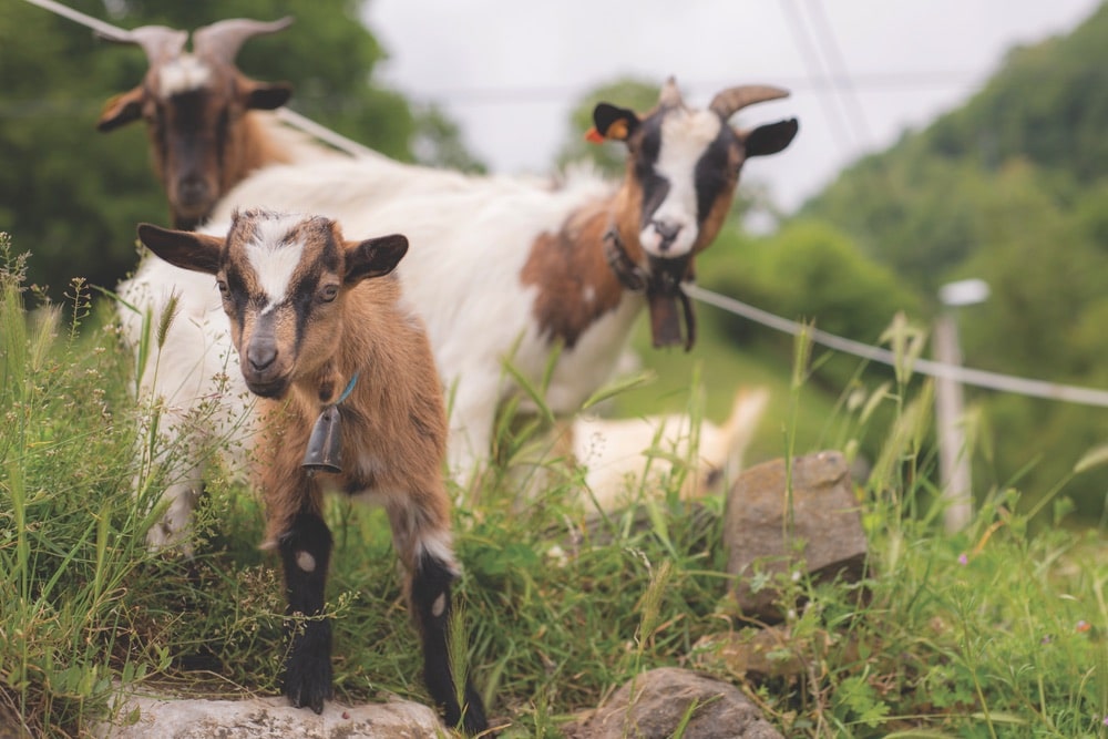 The Picos de Europa are home to many agricultural villages, so trekkers will no doubt encounter local livestock.