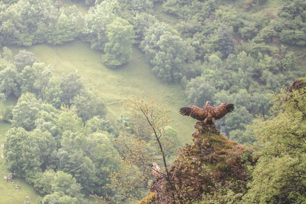 A vulture dries its wings after a drizzly morning in the mountains, Picos de Europa