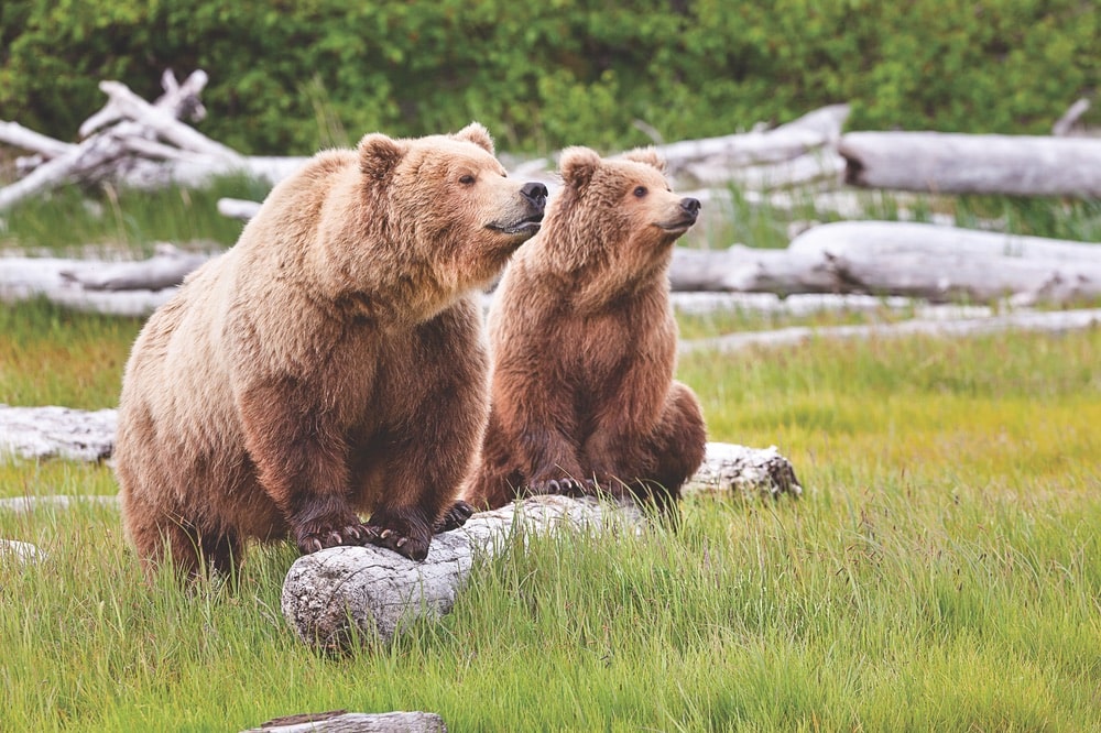 Guided bear watching is a popular activity.