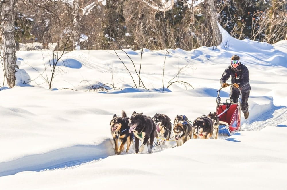 Up on the glaciers, even summer visitors can try dogsledding.