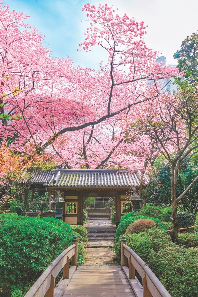 The Japanese garden in Takanawa has over twenty varieties of cherry trees and sixteen types of flowers. It is a short walk from your room at the Grand Prince Hotel Takanawa. | Photo courtesy of Prince Hotels