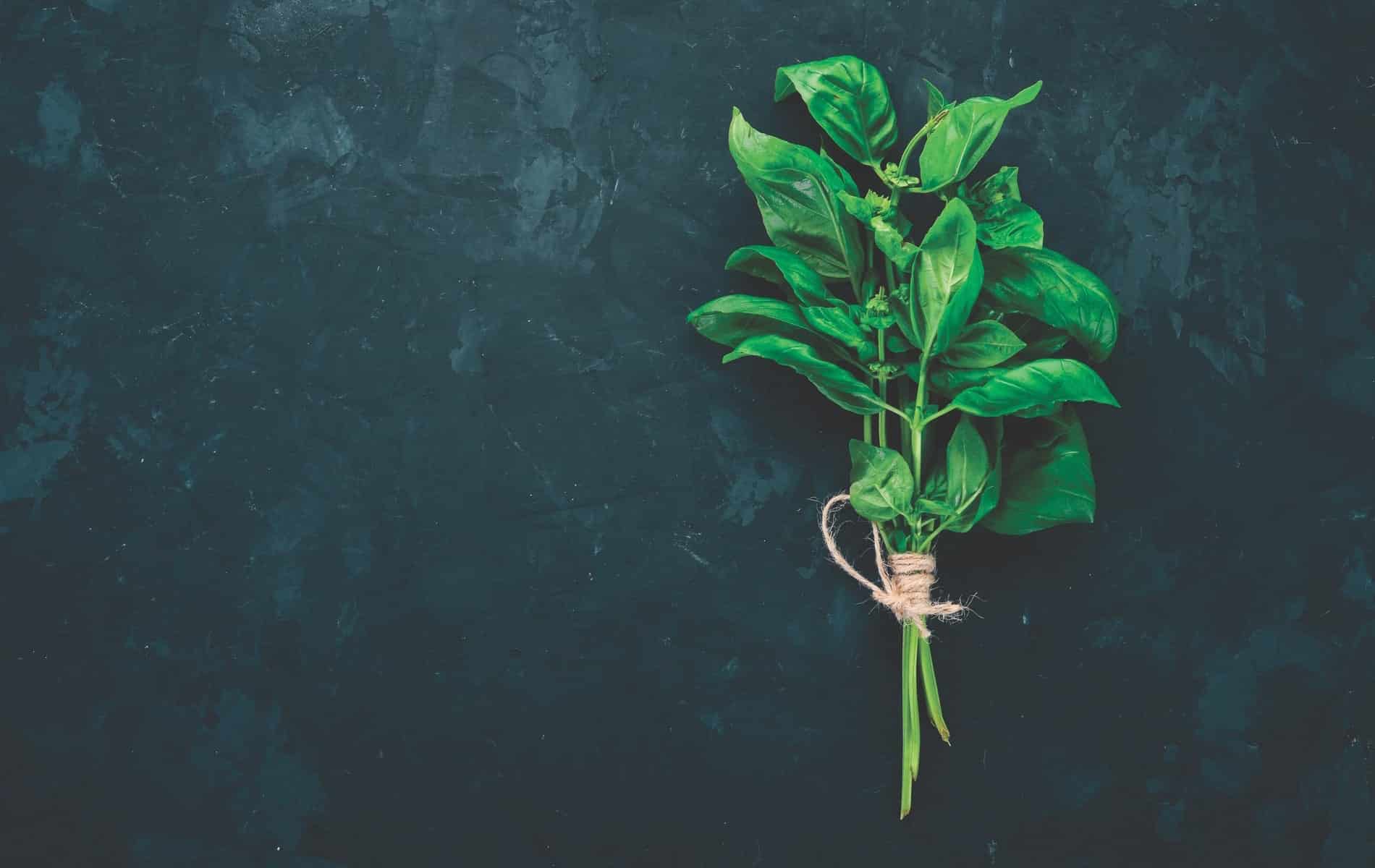Fresh green basil, Suzanne Pollak Column August 2018 Architecture and Design Issue