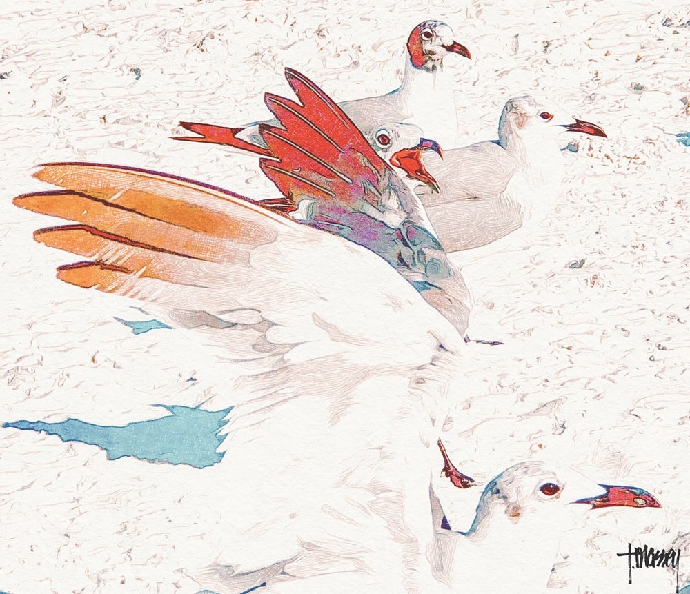 "A Gull Gathering" artwork by Tamera Massey