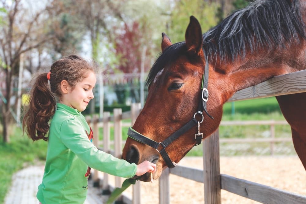A little girl feeding a horse at Westonwood Ranch in Northwest Florida.