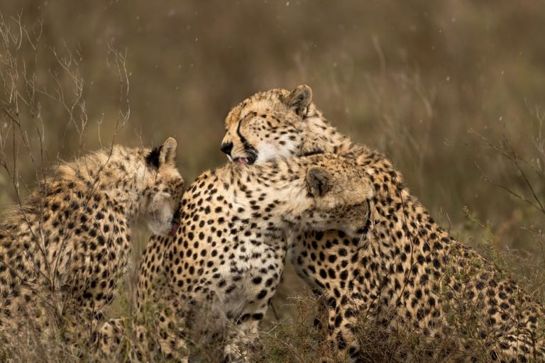 Sisterhood in the Serengeti - VIE Magazine