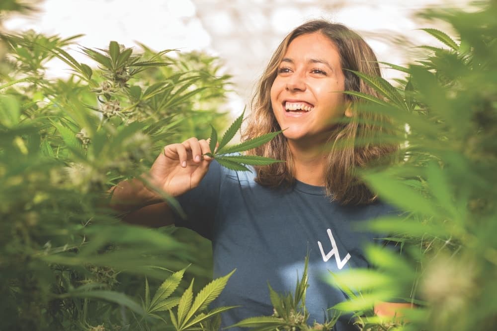 The Cannabis Association for Responsible Producers (CARP) was founded in Santa Barbara County as an organization dedicated to fostering a positive relationship between its member farms and the local community by promoting best practices among cannabis growers. CARP member farms include Autumn Brands, Cresco (above), and about twenty more.