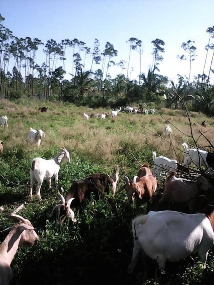 Hurricane Dorian, Alaqua Animal Refuge, Alaqua, Ol' Freetown Farm, Bahamas, Animal Wellness Action, Laurie Hood