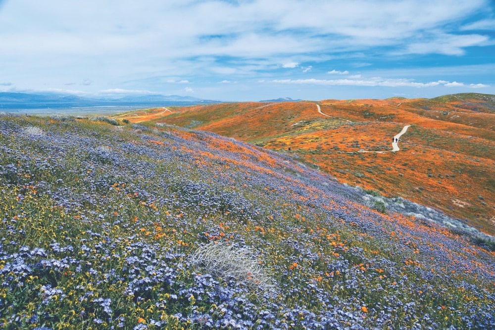 Antelope Valley California Poppy State Natural Reserve