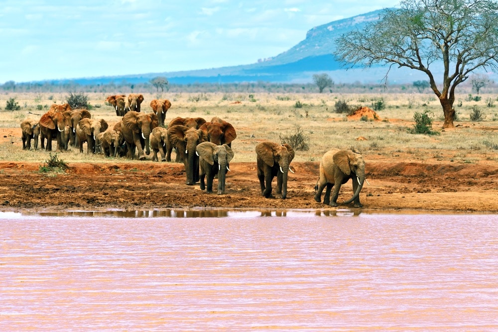 VIE magazine blog webcams at famous places Tsavo National Park Kenya