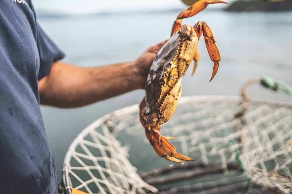 Commercial Fishing, Dungeness crab from Puget Sound