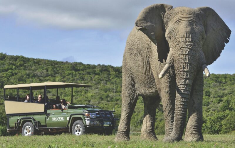 Voyager - See the World - Shamwari Private Game Reserve