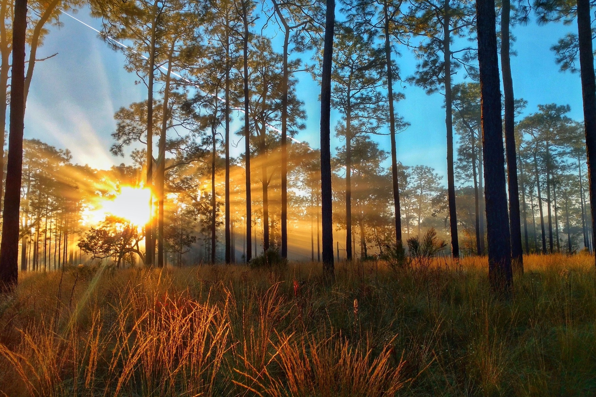 Marquis Fine Cabinetry Teams Up with Florida State Parks for Longleaf Pine Restoration