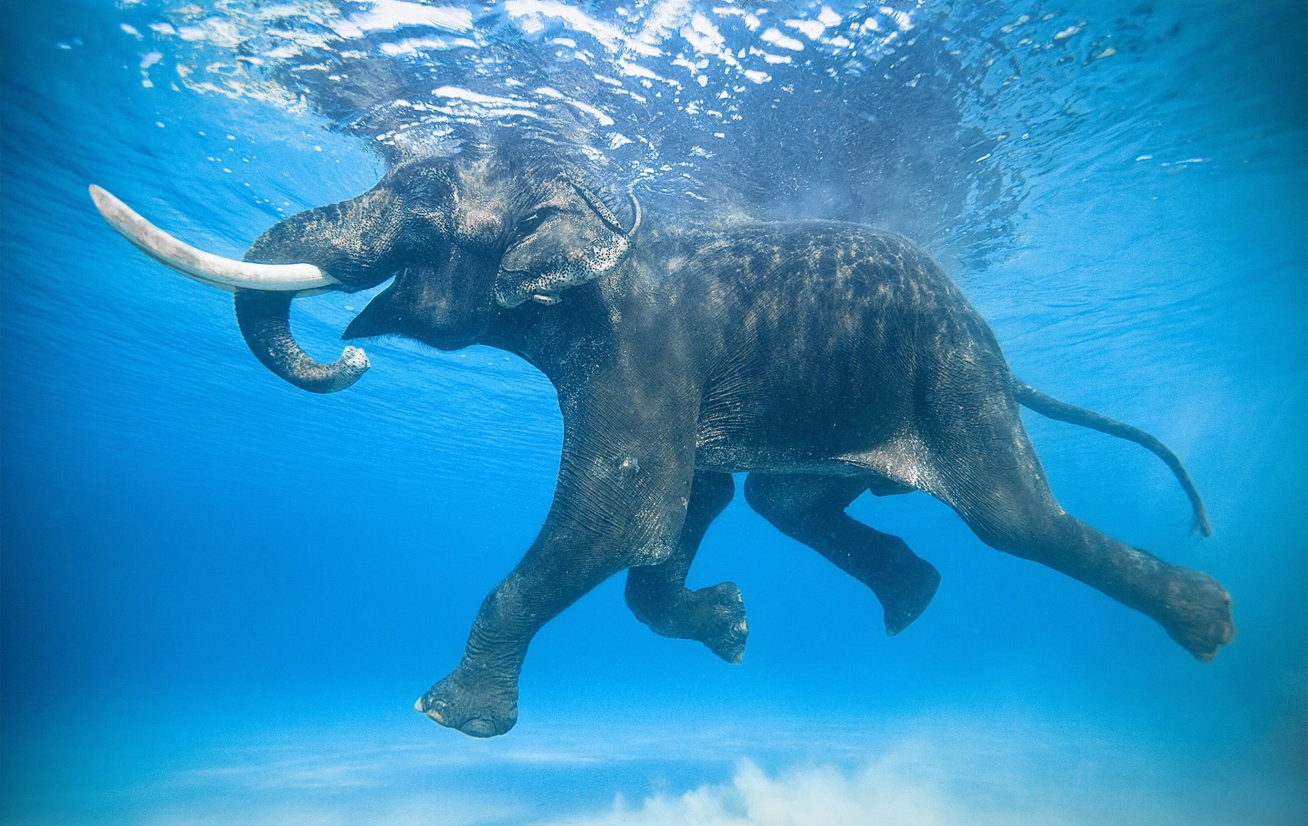 L’intermission – Swimming Elephants