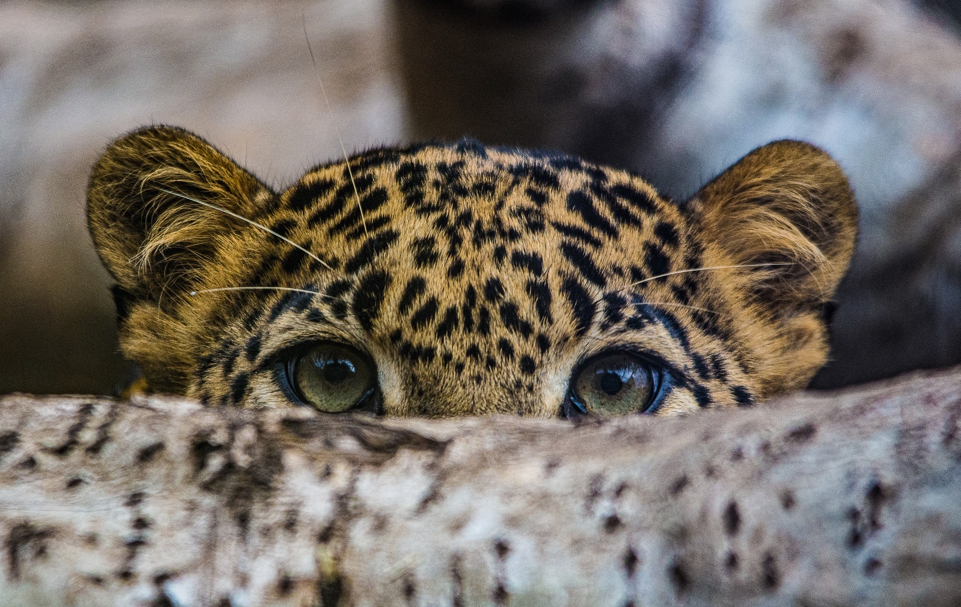 The eyes of a cheetah shot by Alfie Bowen