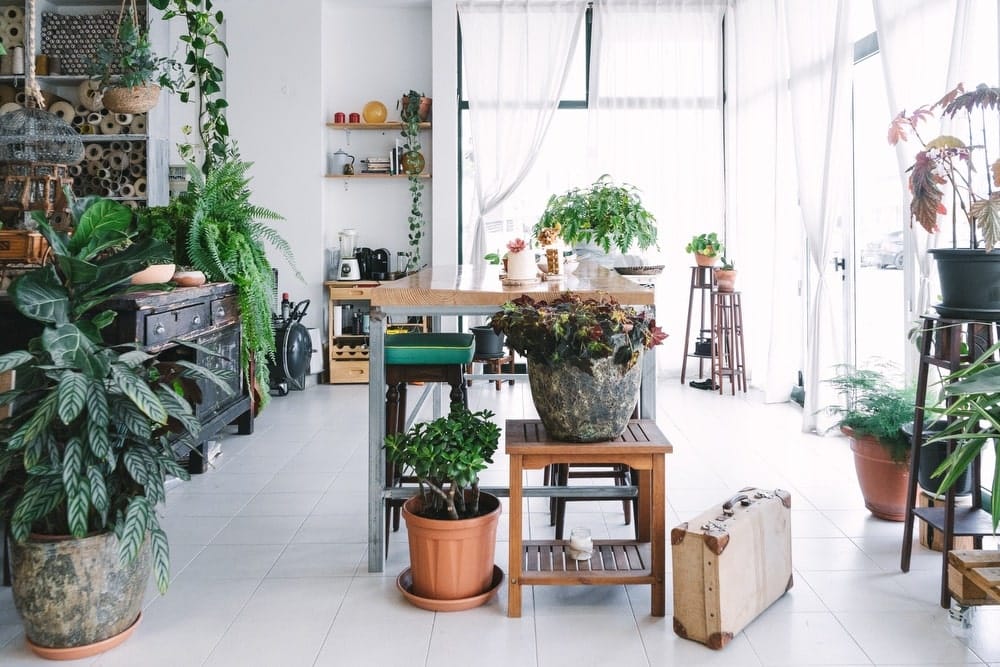 Vanessa Barragao studio with plants