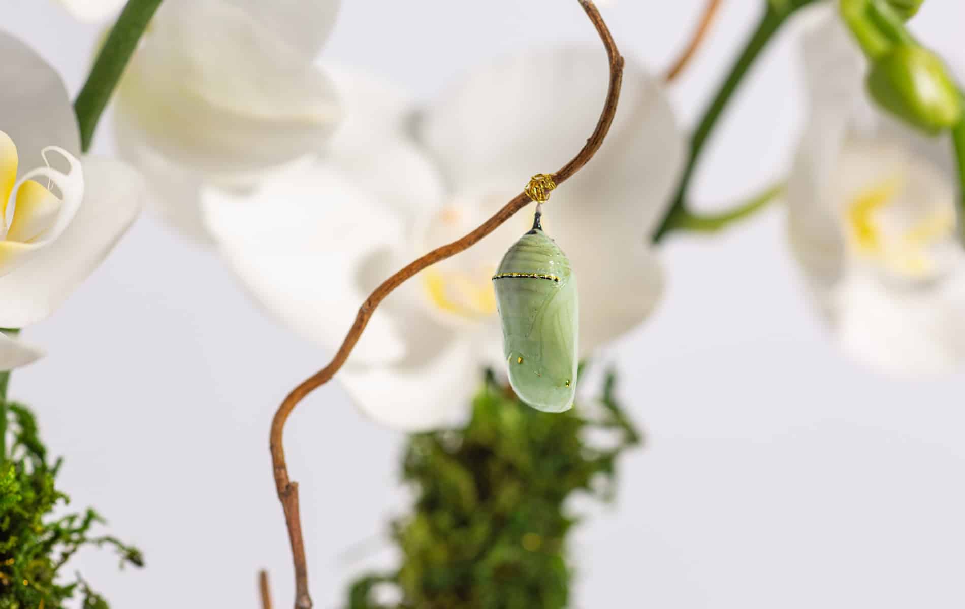 orchids, chrysalis, flowers, monarch butterfly
