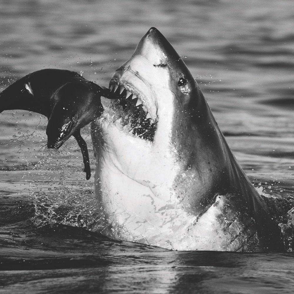 Jaws | By David Yarrow | False Bay, South Africa | 2011
