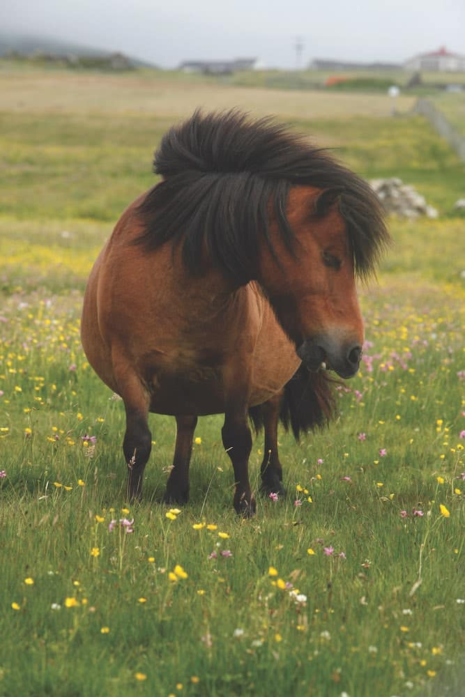 visit scotland, shetland travel guide, shetland pony