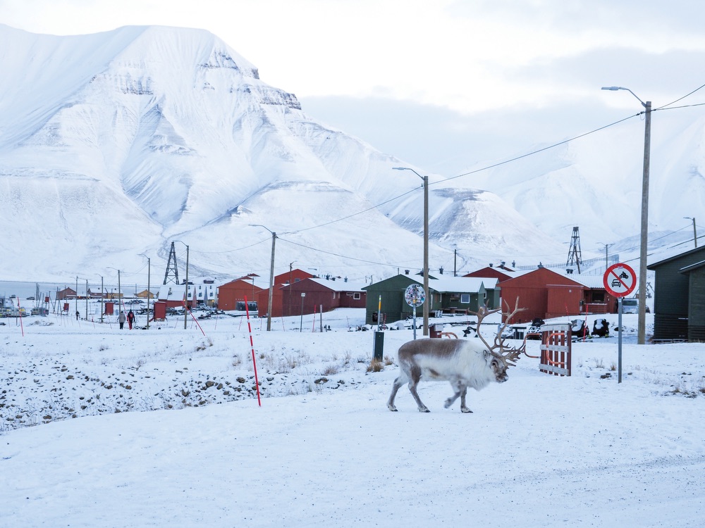 Finnmark Norway, northern norway, Alta, Kautokeirno, sami capital, norway travel, dog sledding