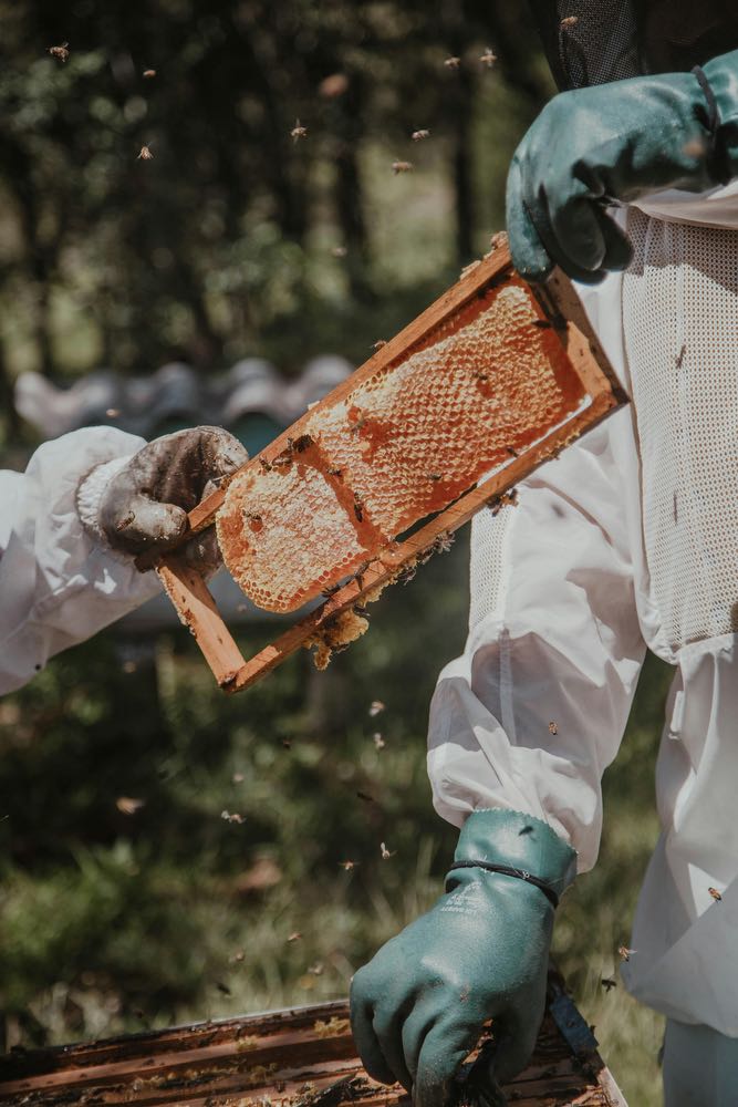 Register family farm, beekeeper, beekeeping, walton county, florida bees, honeycomb