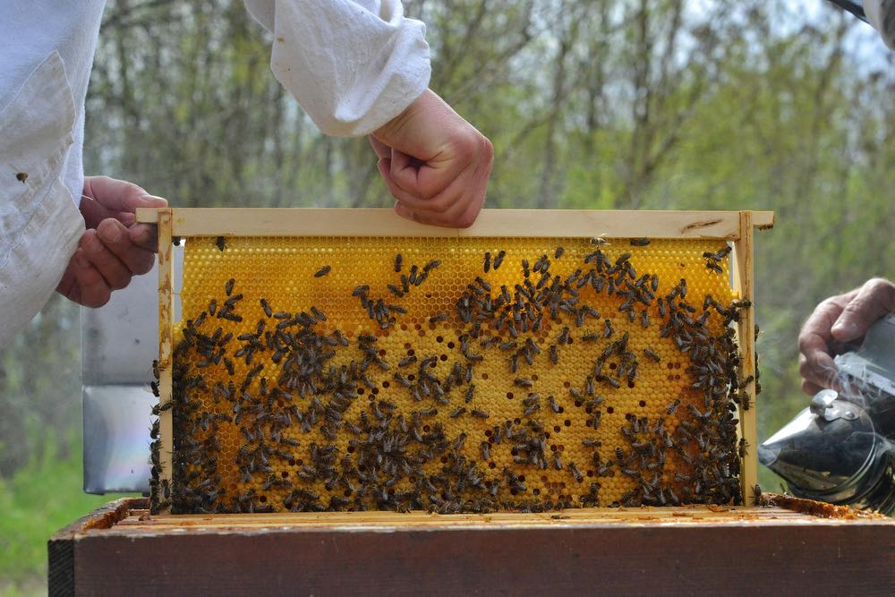 beekeeper, beehive, bees, florida bees, walton county, bee conservation, register family farm