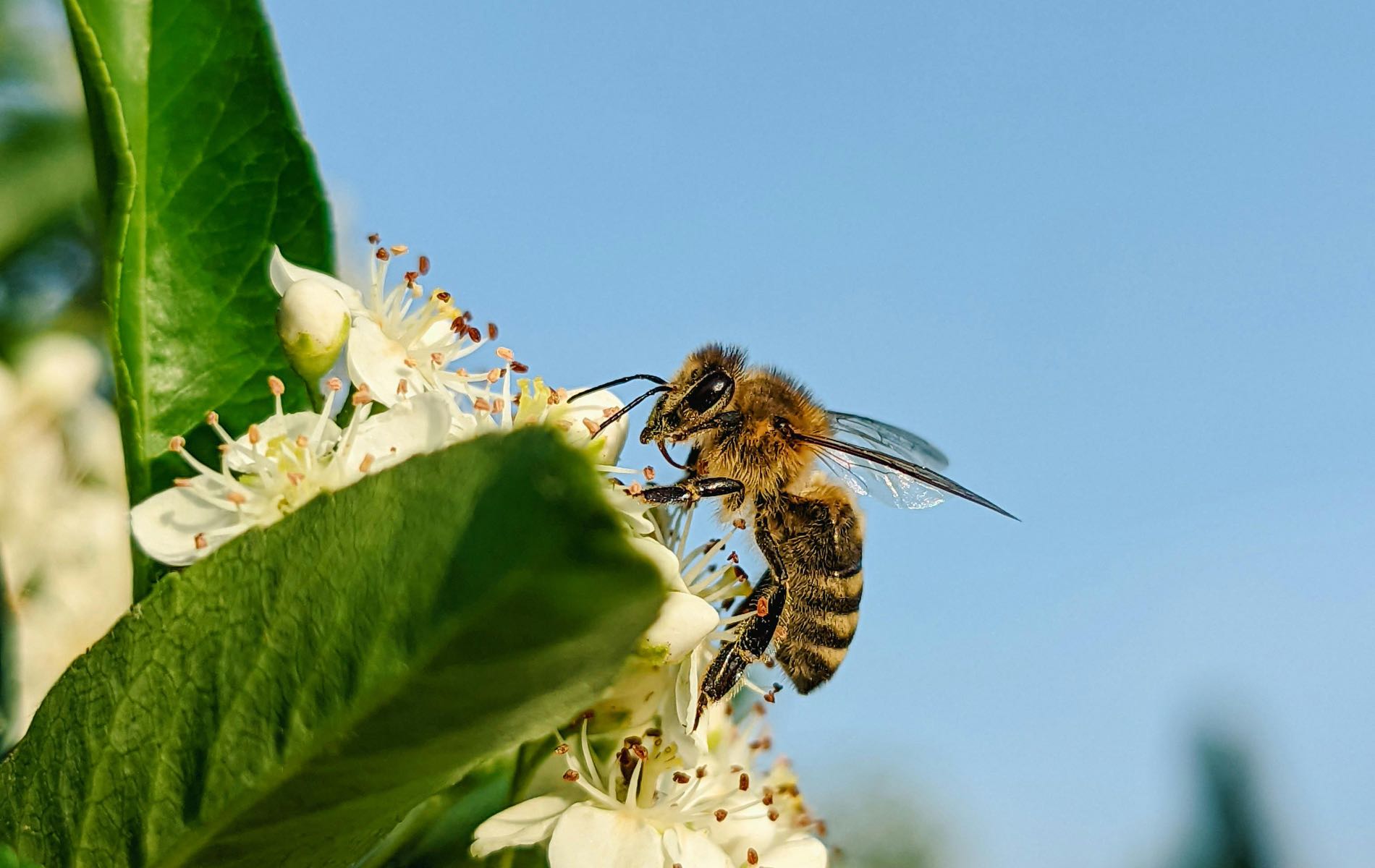 Honeybee Conservation