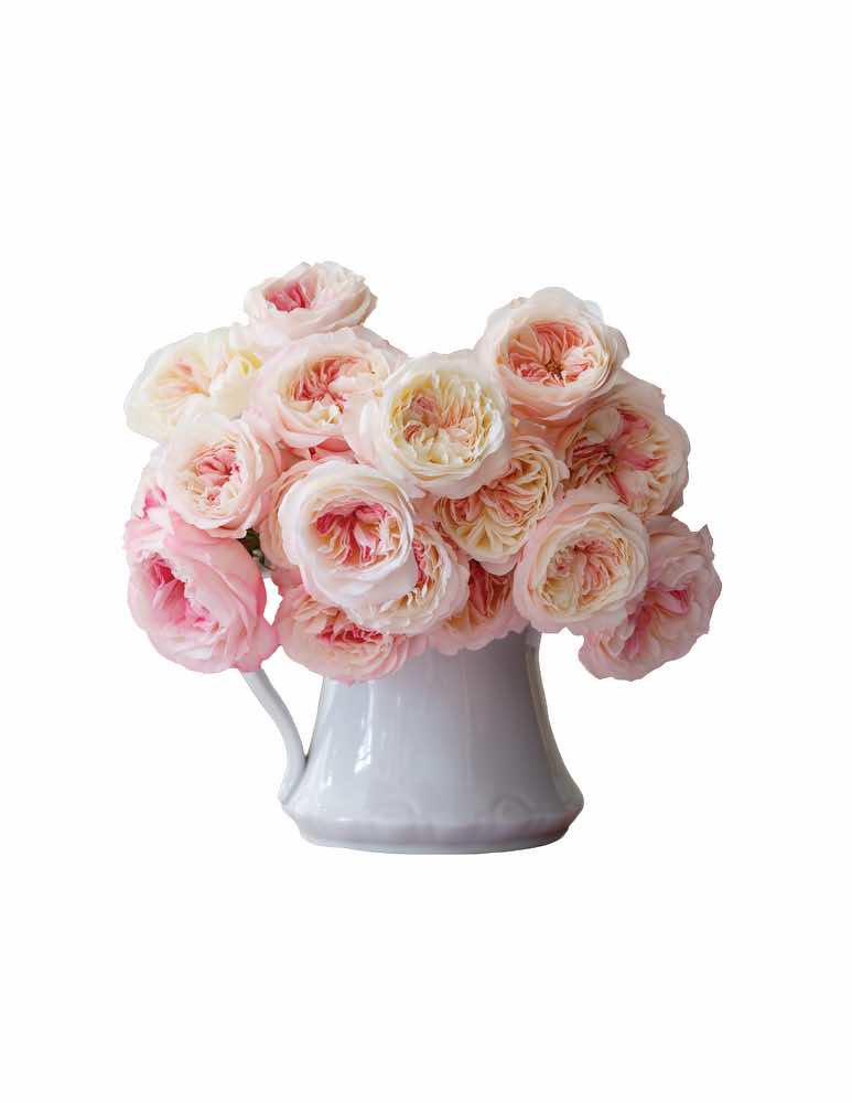 Keira Roses, The Palest Blush Scented with Myrrh