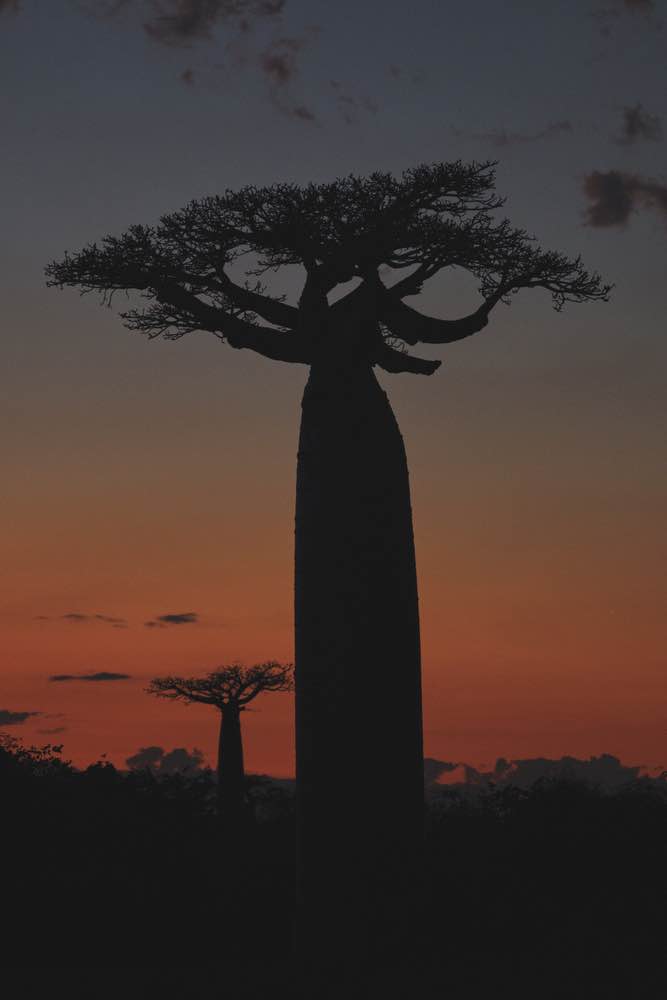 baobab madagascar