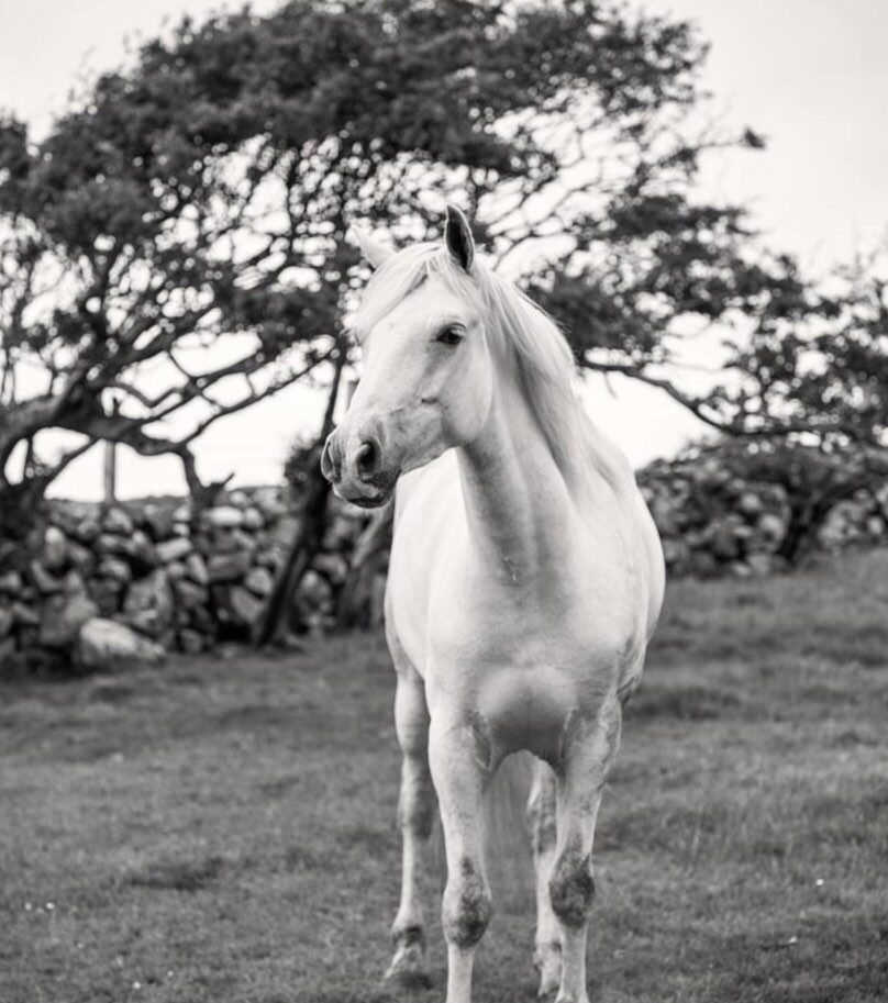 horse, horses, horseback riding, lisa marie burwell