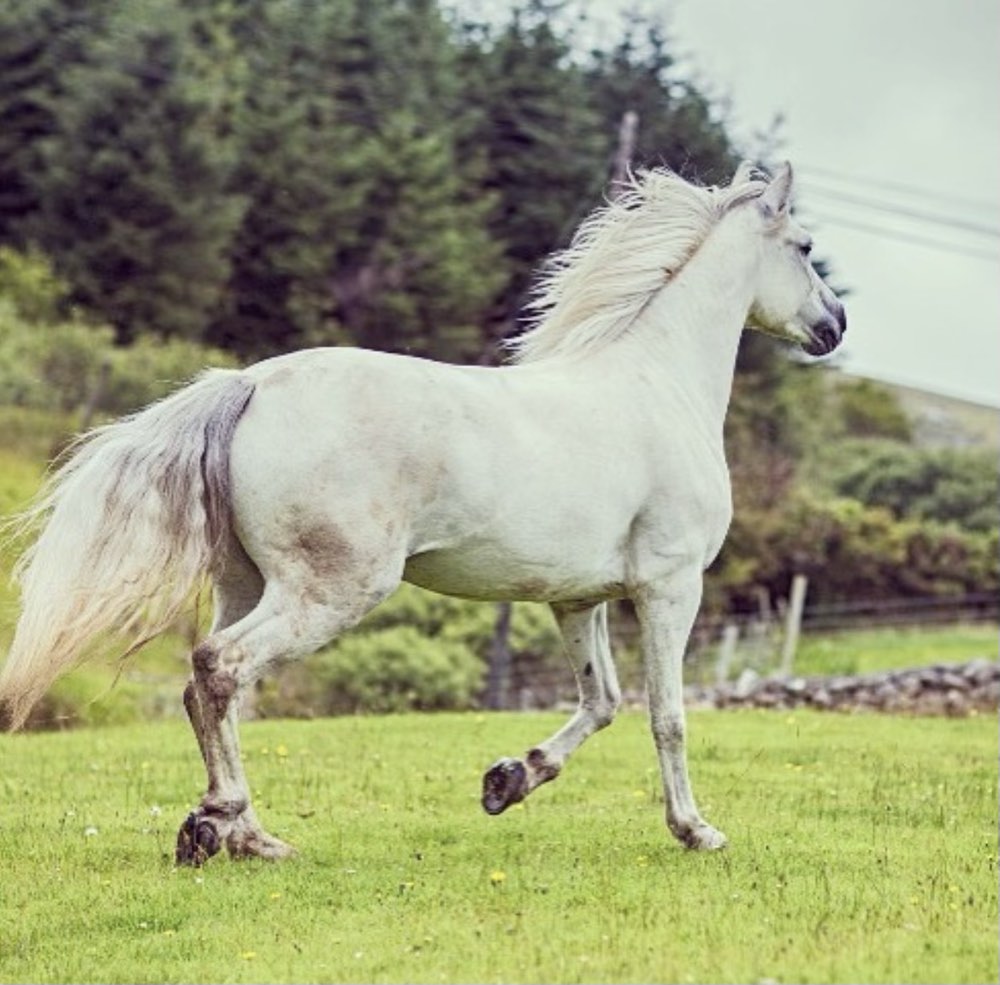 lisa marie burwell, horse, horseback riding