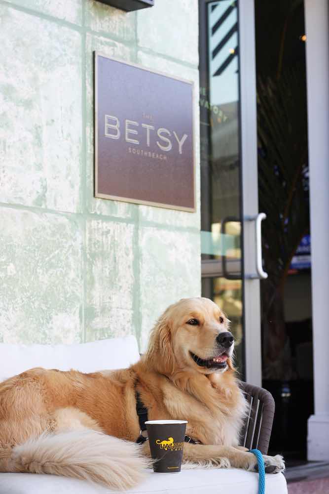 Canine executive officer, the betsy hotel