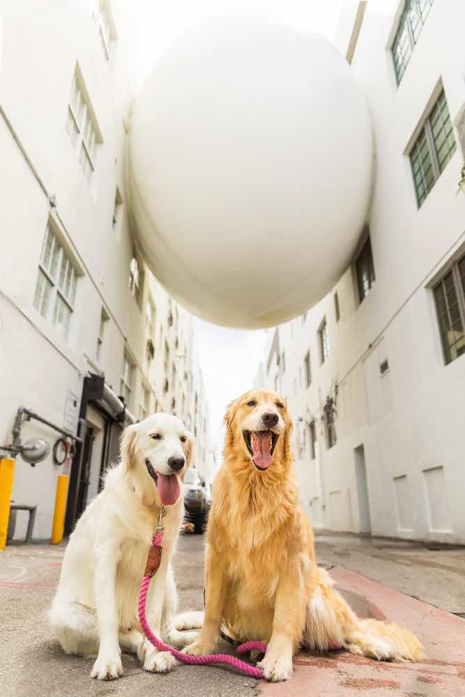 canine executive officer, betsy and rosa