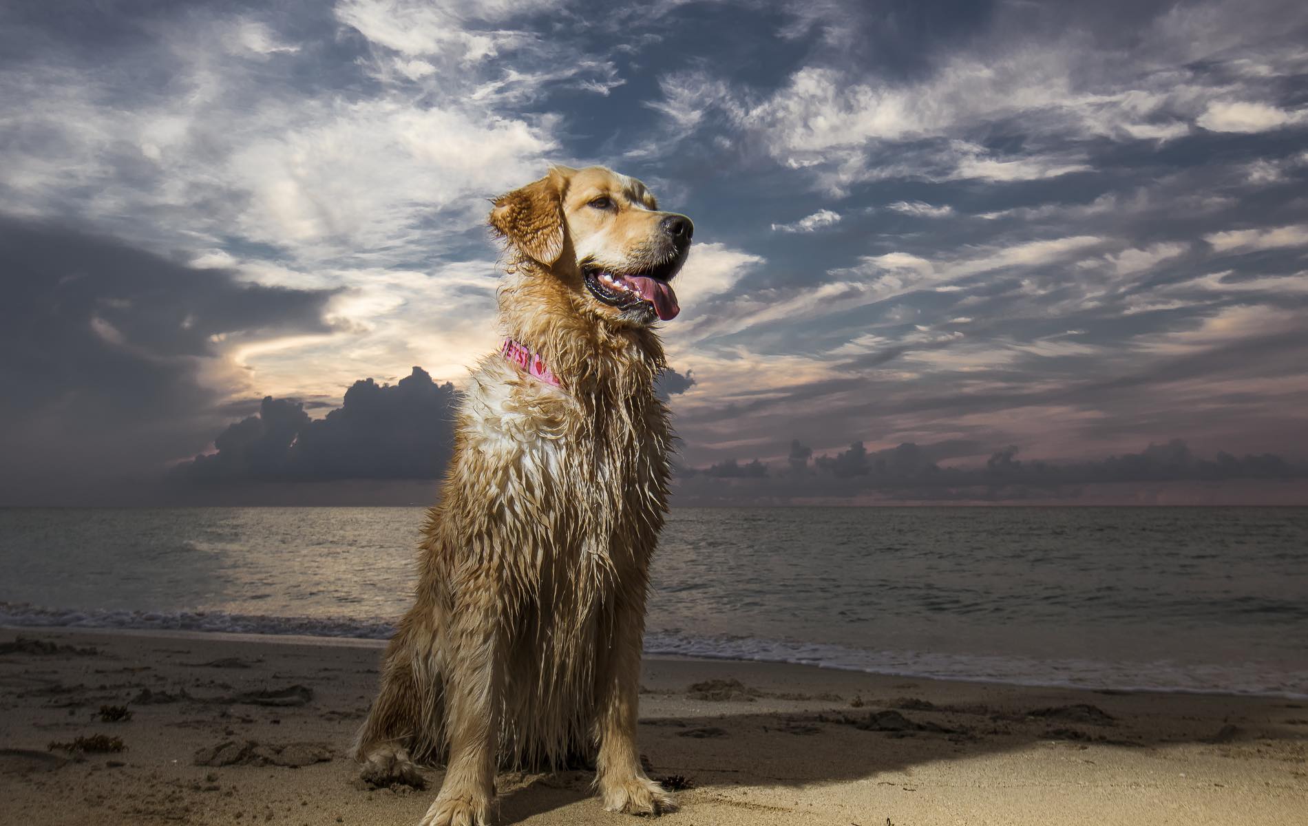 Canine Executive Officer