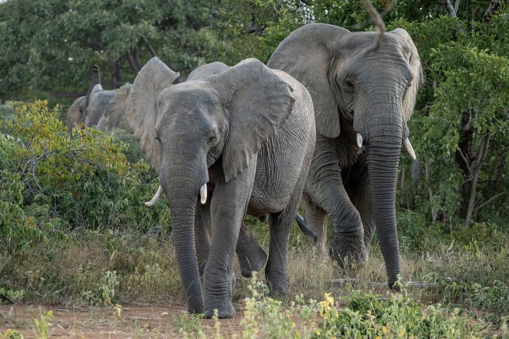 elephants, melote, africa, safari