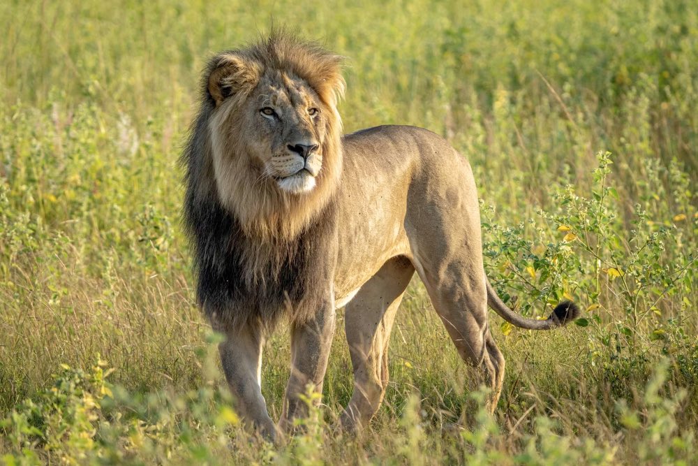 lion, africa, safari, melote house resort