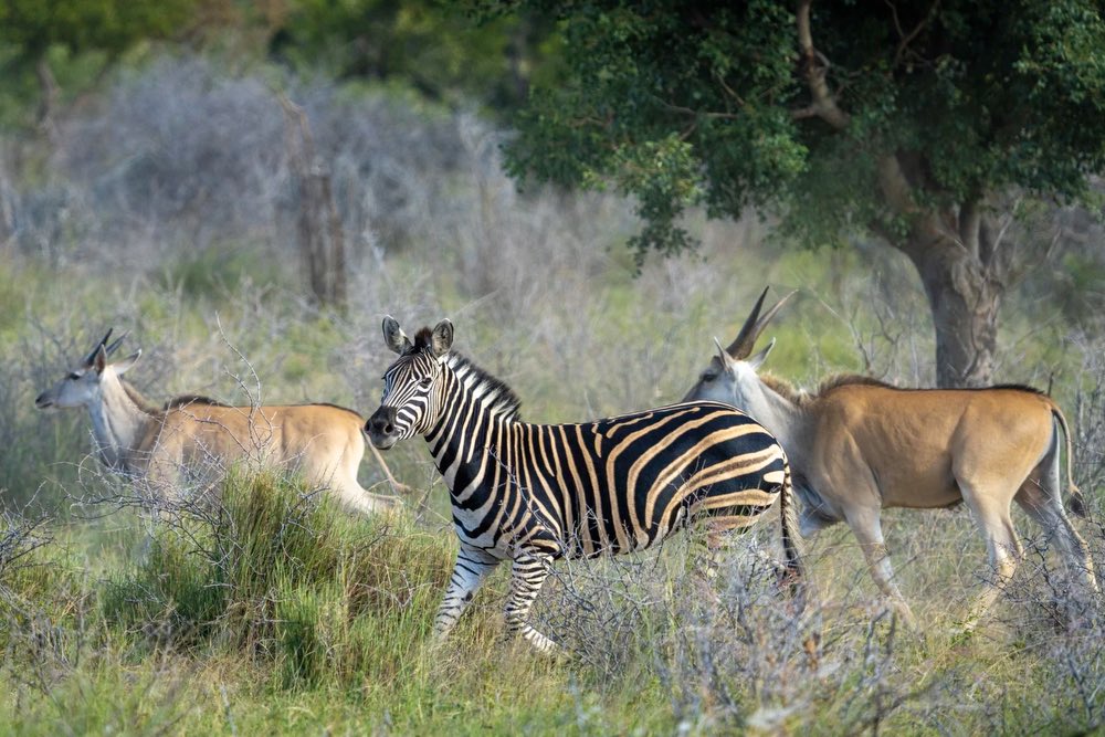 zebra, animals, safari