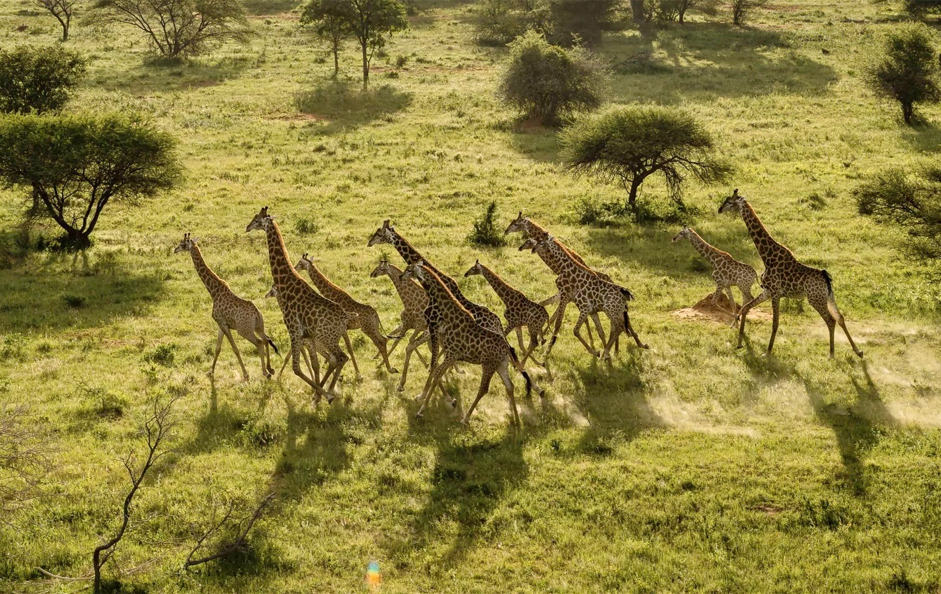 melote house, african safari, giraffe, giraffes, luxury hotel, Lapalala wilderness